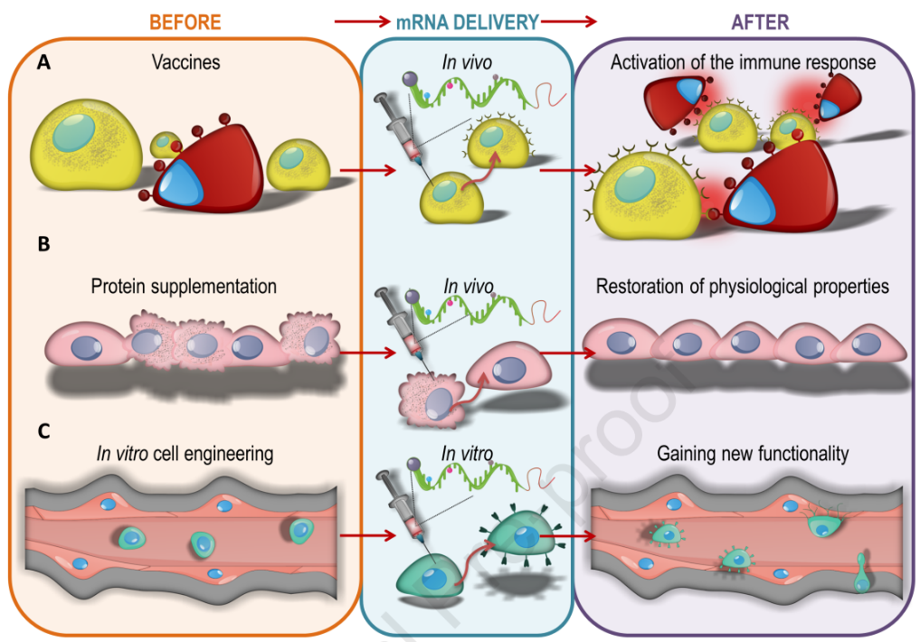 mRNA DELIVERY